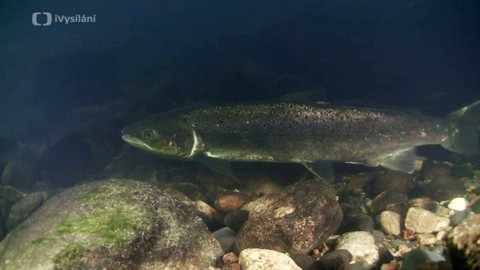 Minuty z přírody - Návrat lososů