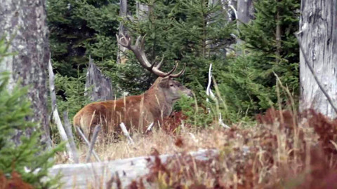 Nedej se! - Jeleni to viděli
