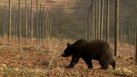 Méďové na cestách - 39/43 Žatecko