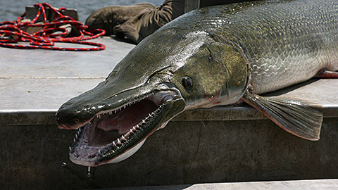 Rybí legendy Jakuba Vágnera - Texas