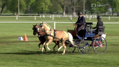 Jezdectví - Mezinárodní závody spřežení CAI Kladruby nad Labem