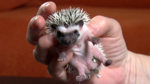 Chcete mě? - 21. února 2016