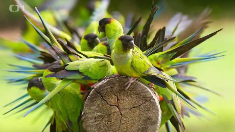 Gejzír - 9. března 2017