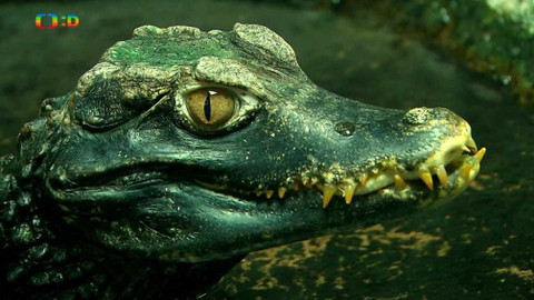 Terčin zvířecí svět - 29. listopadu 2019