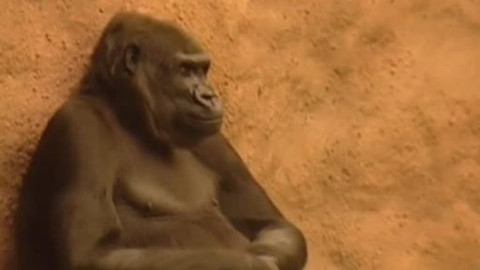 Moudronos - Zvířata odjinud