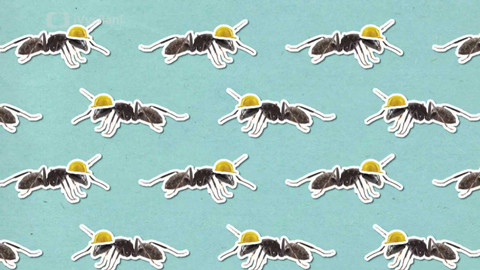 To je něco! - Chodí mravenci spát?