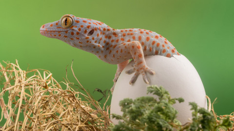 TOP 10 zvířecích mláďat