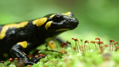 Planeta Praha: co ve filmu nebylo - 4/5 Pražské zelené ostrovy