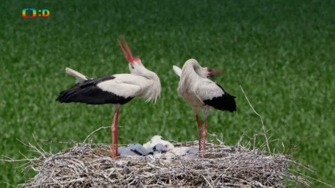 Frnk z hnízda - Epizoda 13/13