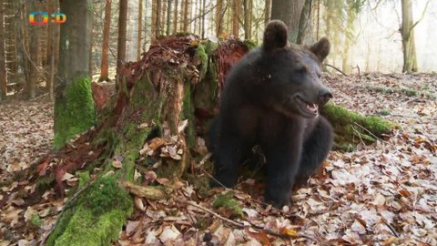 Méďové na cestách - 36/43 Tachovsko