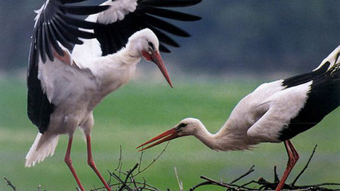 Vodní ptáci - 7/10 David a Goliáš