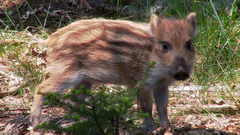 Pohádky pro štěňátka - 5/13 O setkání s divočáky