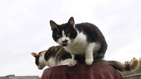 Chcete mě? - Chcete je?