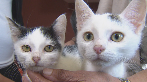 Chcete mě? - Chcete je?