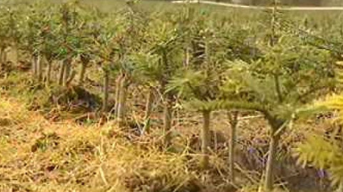 Přidej se - Návrat jedle do Beskyd