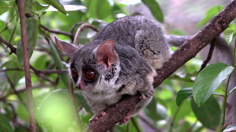 Africká abeceda - K – komba