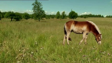 Nedej se! - Jak založit nestátní přirodní rezervaci
