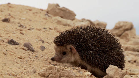 Africká abeceda - J – ježek