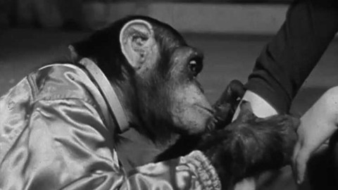 Pojďte s námi za zvířátky