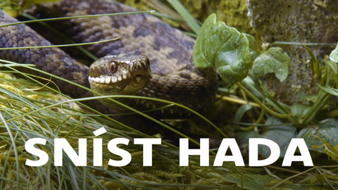 Sníst hada