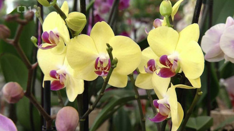 Polopatě - 21. února 2021