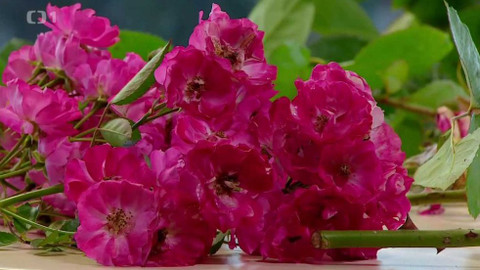 Polopatě - 25. října 2015