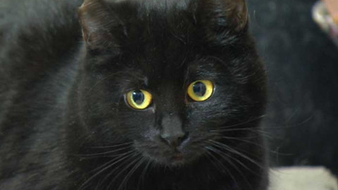 Chcete mě? - Chcete je?