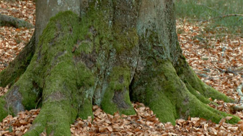 Minuta z přírody - Míšovské buky