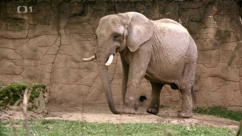 Máme rádi zvířata - 19. února 2024