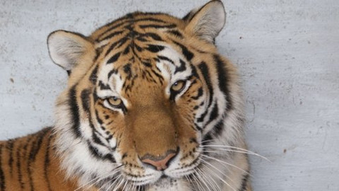 Nevzdávej to - Ošetřovatel v cirkusu