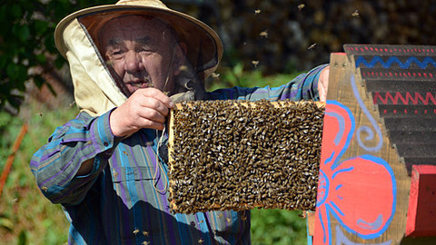 Malá farma - Ovce a včely