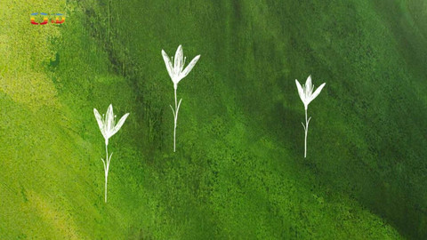 Pohádky Daisy Mrázkové - 7/10 Bílá lilie