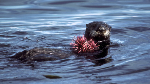Přírodní mikrosvěty - Montereyský záliv