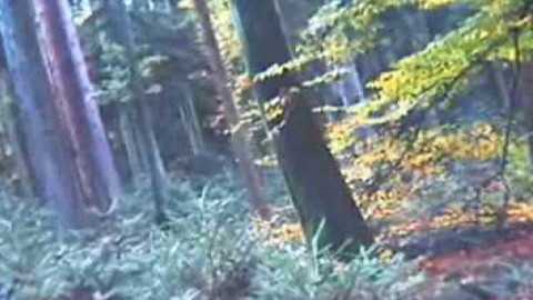 Nedej se! - Lesní půda