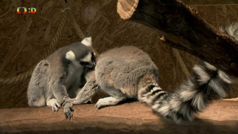 Terčin zvířecí svět - 3. března 2023