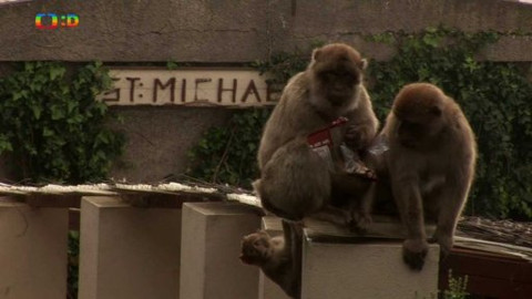 Cestohrátky - Gibraltar