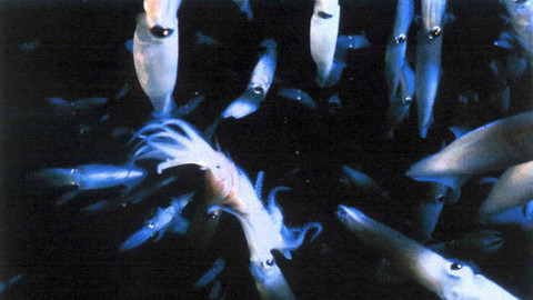 Svět vodní divočiny - 2/5 Láska a smrt jediné noci