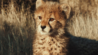Pozoruhodná gepardí rodinka