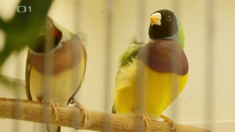 Co naše babičky uměly a na co my jsme zapomněli - Velká chovatelská výstava