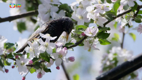 Ptačí rodinky - Špaččí rodinka