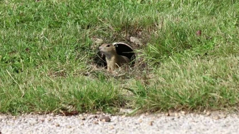 Nedej se! - Sysli pro krajinu