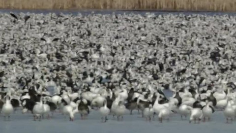 Hvězdy zvířecí říše - 13/32 Nejlepší lovec vos a včel