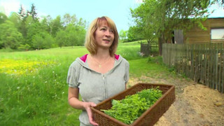 Vily, basrymoni a svetlonosi