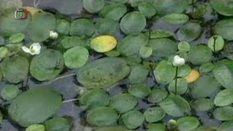 Živé srdce Evropy - Žabníček vzplývavý