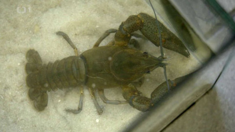 Kapka vody - Raci v české krajině