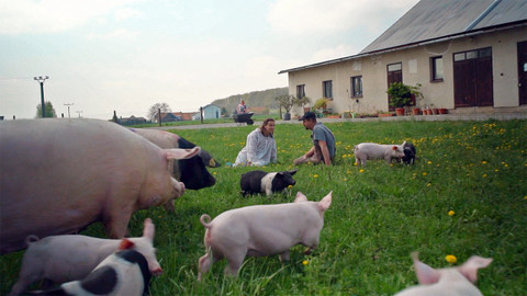 Co naše babičky uměly a na co my jsme zapomněli - Vepř