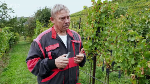 Folklorika - Pražské vinice