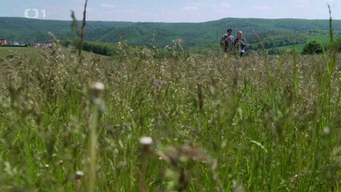 Tamtam - 5/16 Tamtam plus