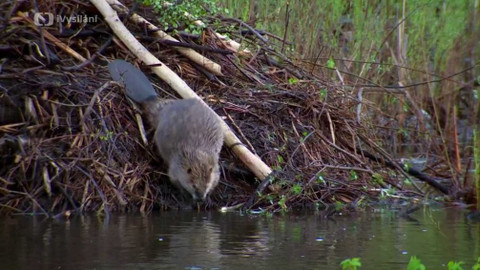 Kapka vody - Inspirace bobřími hrázemi