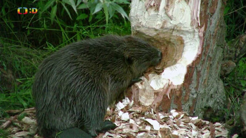 Terčin zvířecí svět - 29. dubna 2022